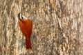 Narrow-billed woodcreeper, Lepidocolaptes angustirostris, wild bird in the forest habitat. Wildlife scene from nature, Costa Rica.