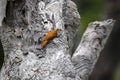 Narrow-billed woodcreeper perched on a grey tree trunk, lookin got the left, Biribiri State Park, Minas Gerais, Brazil