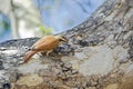 Narrow-billed woodcreeper