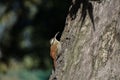 Narrow-billed woodcreeper on a tree in Buenos Aires, Argentina