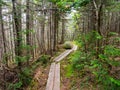 Narrow Boardwalk Footpath Through Dense Woods Royalty Free Stock Photo