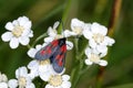 Narrow-bordered five-spot burnet moth Royalty Free Stock Photo