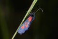 Narrow-bordered five-spot burnet moth