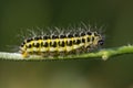 Narrow-bordered five-spot burnet moth & x28;Zygaena lonicerae& x29; caterp Royalty Free Stock Photo