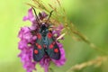 Narrow-bordered five-spot burnet Royalty Free Stock Photo