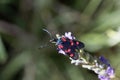 Narrow-bordered five-spot burnet, Zygaena lonicerae, on a flower