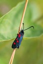 Narrow-bordered Five-spot Burnet - Zygaena lonicerae