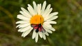 Narrow-bordered six-spotted burnet