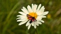 Narrow-bordered six-spotted burnet