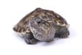 Narrow-bridged musk turtle,Staurotypus triporcatus