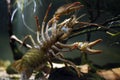 narrow-clawed crayfish climb on front glass, show belly, claw, tail on sand gravel, hornwort planted biotope aquarium, wild caught