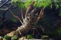 narrow-clawed crayfish climb on front glass, show belly and tail on sand gravel, hornwort planted biotope aquarium, wild caught