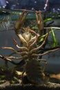 narrow-clawed crayfish climb on front glass, show bottom and tail on sand gravel, hornwort planted biotope aquarium, wild caught