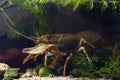 narrow-clawed crayfish crawl on sand gravel substrate bottom, hornwort vegetation planted European biotope aquarium, wild caught