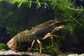 Narrow-clawed crayfish crawl on sand gravel substrate with claws, eat detritus and algae in planted biotope aquarium, wild caught