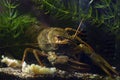 Narrow-clawed crayfish eat dinner on sand substrate in planted biotope aquarium, wild caught domesticated freshwater species