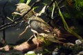 narrow-clawed crayfish female crawl in driftwood twigs on sand gravel bottom, hornwort planted biotope aquarium, wild caught