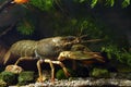 Narrow-clawed crayfish female walk on sand gravel substrate in planted biotope aquarium, wild caught domesticated freshwater