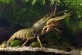 Narrow-clawed crayfish inspect hornwort with claws on sand gravel substrate, planted biotope aquarium, wild caught domesticated