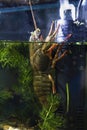 narrow-clawed crayfish rest vertical on internal filter, sand gravel substrate in hornwort planted biotope aquarium, wild caught