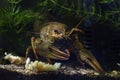 narrow-clawed crayfish show huge claw on sand gravel substrate, hornwort vegetation planted European biotope aquarium, wild caught