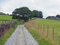 narrow cobble stone winding country lane surrounded by stone walls fences trees and green fields in west yorkshire countryside Royalty Free Stock Photo