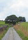 Narrow cobble stone winding country lane surrounded by stone walls fences trees and green fields in west yorkshire countryside