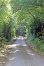 A narrow country lane with over hanging trees Royalty Free Stock Photo