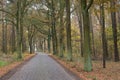 Narrow country paved road in the autumn forest. Royalty Free Stock Photo