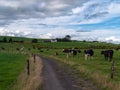 A narrow country road between two farm fields in Ireland in summer. A herd of cows grazing on a green farm pasture. Rustic Royalty Free Stock Photo