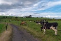 A narrow country road between two farm fields in Ireland in summer. A herd of cows grazing on a green farm pasture. Rustic Royalty Free Stock Photo
