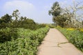 Narrow countryroad in horsebean flowers on sunny spring day