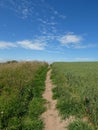 A narrow dirt path winds through a vibrant countryside under a bright blue sky scattered with soft white clouds. Royalty Free Stock Photo