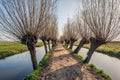 Narrow dirt road between two rows of pollard willow trees Royalty Free Stock Photo