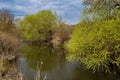 Narrow fast flowing river, willow tree and reflection on dirty water surface, fresh green spring vegetation, active rest concept Royalty Free Stock Photo