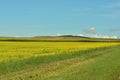 A narrow field road running along a field with blooming yellow rapeseed towards high mountains on a warm summer day Royalty Free Stock Photo