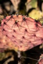 Narrow Focus of Needles on a Purple Pricklypear Cactus Royalty Free Stock Photo
