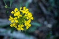 Narrow Focus Of Petals On The Bright Yellow Western Wallflower