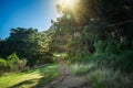 A narrow foot path winding along the edge of a pine forest on the slope of a hill Royalty Free Stock Photo