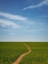 Narrow footpath across a growing wheat green field below a blue sky. Natural spring vertical orientation minimalist background.