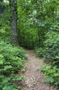 Narrow footpath through dense forest in springtime