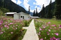 Narrow footpath between the flower fields