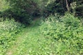 Narrow Footpath in a green forest on a summer day