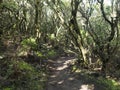 Narrow footpath at laurisilva forest at Park rural de Teno mountains, Tenerife, Canary Islands. Mysterious fairytale