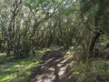 Narrow footpath at laurisilva forest at Park rural de Teno mountains, Tenerife, Canary Islands. Mysterious fairytale