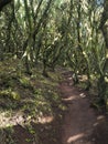 Narrow footpath at laurisilva forest at Park rural de Teno mountains, Tenerife, Canary Islands. Mysterious fairytale