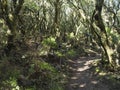 Narrow footpath at laurisilva forest at Park rural de Teno mountains, Tenerife, Canary Islands. Mysterious fairytale