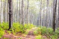 Narrow footpath in the misty beech forest. Mystical autumn mood Royalty Free Stock Photo