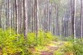 Narrow footpath in the misty beech forest. Mystical autumn mood Royalty Free Stock Photo