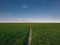 Narrow footpath piercing a growing wheat field. Picturesque natural landscape, country scene with a pathway across the green grass